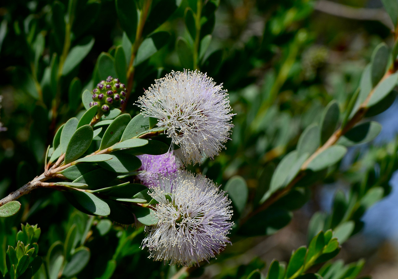 Image of Melaleuca nesophila specimen.