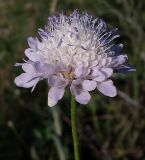 Cephalaria transsylvanica. Соцветие. Ростовская обл., Азовский р-н, окр. с. Кугей, на обочине дороги. 19.07.2012.