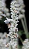 Salvia farinacea