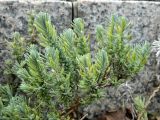 Lavandula angustifolia. Верхушка веточки вегетирующего растения. Германия, г. Кёльн. Декабрь 2013 г.
