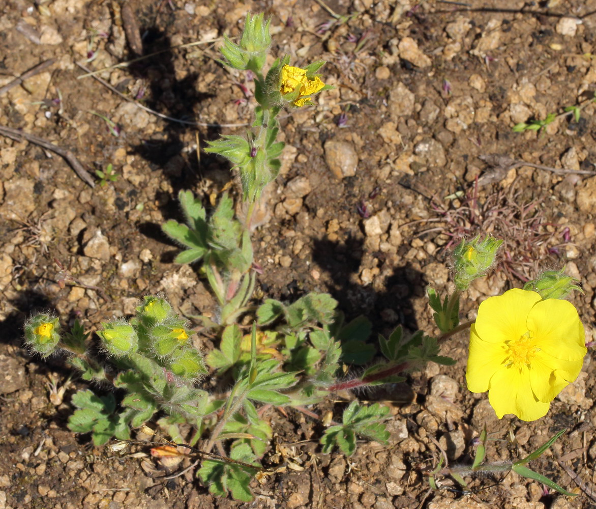 Изображение особи Potentilla astracanica.