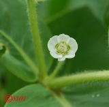 Euphorbia marginata