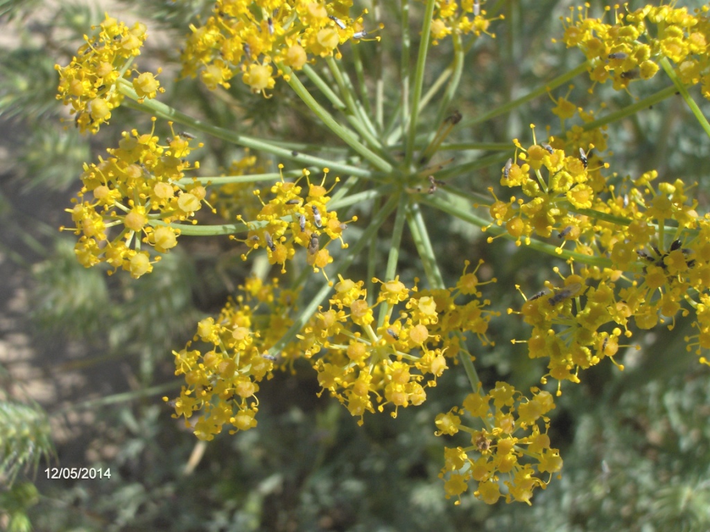 Изображение особи род Ferula.