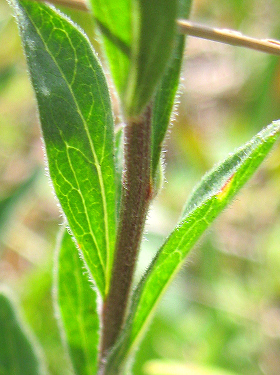 Изображение особи Aster amellus.