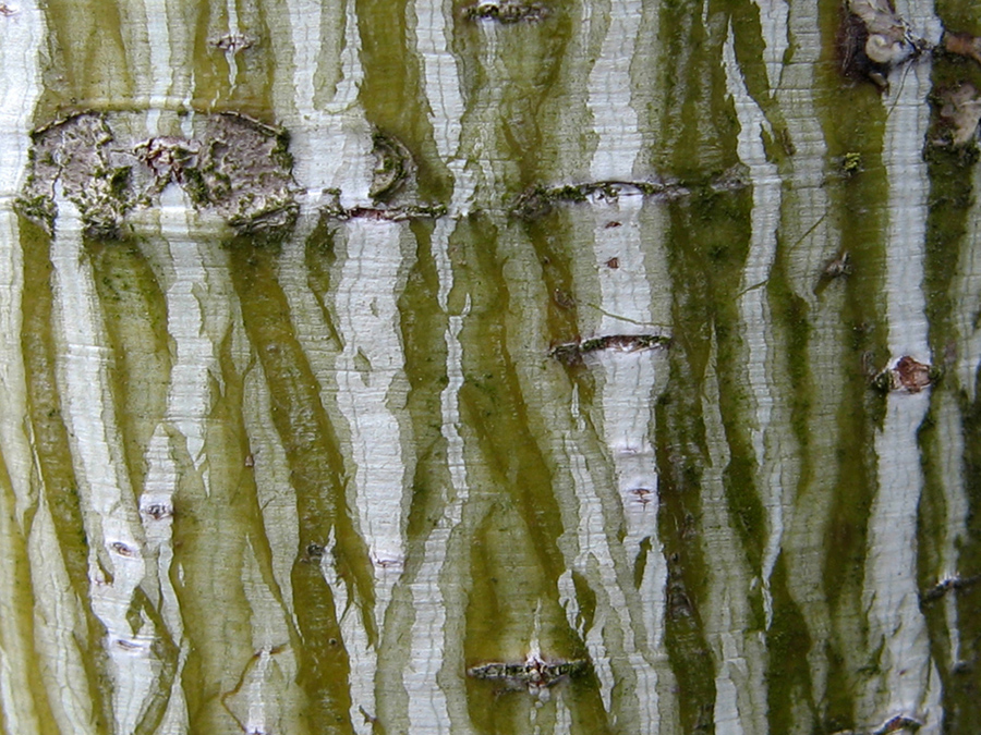 Изображение особи Acer tegmentosum.