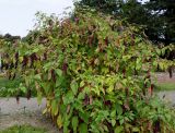 Phytolacca americana