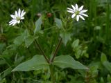 Myosoton aquaticum