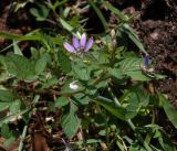 Cleome rutidosperma. Побег с цветками. Камбоджа, археологический парк Ангкор. 27.06.2012.