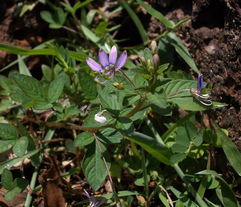 Изображение особи Cleome rutidosperma.