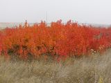 Cerasus vulgaris. Аспект кустарников с листьями в осенней окраске на лугово-степном склоне. (Растения распостранились с залежи ниже по склону, где, по-видимому культивировались.) Саратовская обл., Саратовский р-н. 14 октября 2014 г.