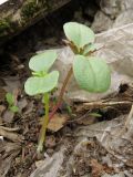 Impatiens glandulifera. Проростки (слева - безантоциановая форма). Томск, городская свалка. 17.05.2015.