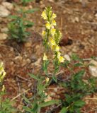 Linaria acutiloba