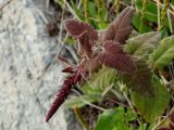 Veronica daurica