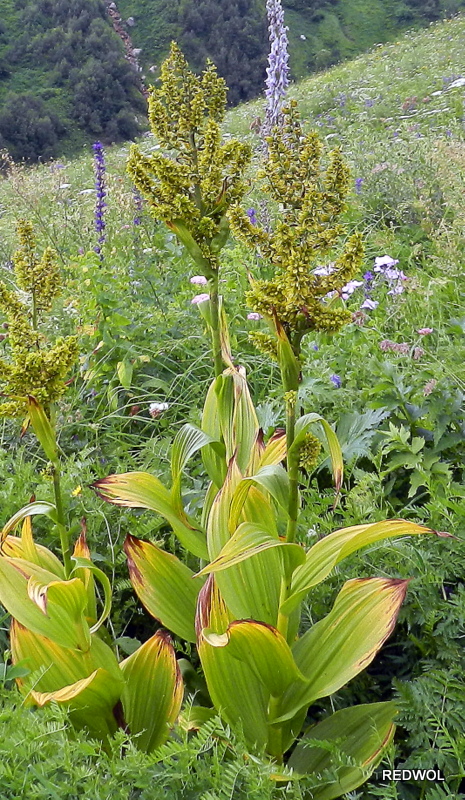 Изображение особи Veratrum lobelianum.