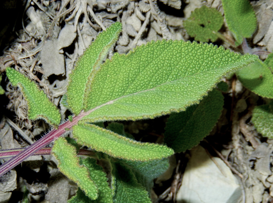 Изображение особи Salvia ringens.