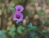 Althaea cannabina