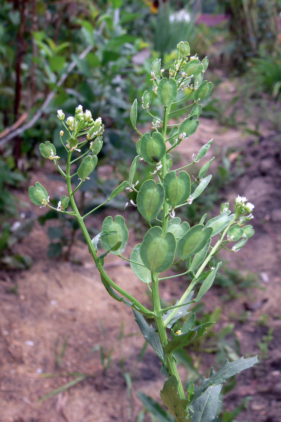 Image of Thlaspi arvense specimen.