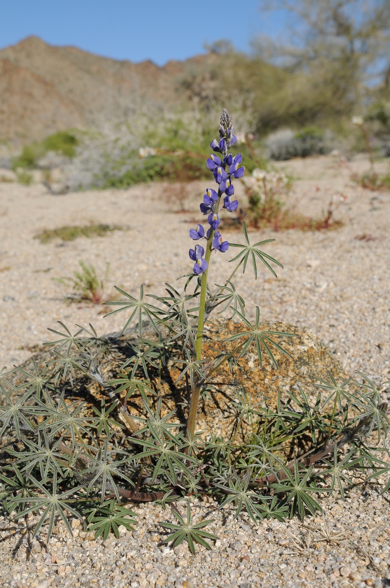 Изображение особи Lupinus sparsiflorus.