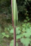 Phleum pratense