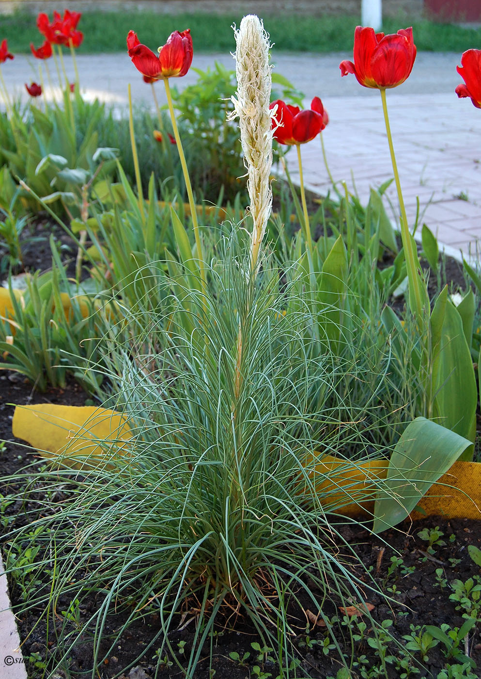 Изображение особи Asphodeline taurica.