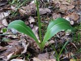 Platanthera bifolia