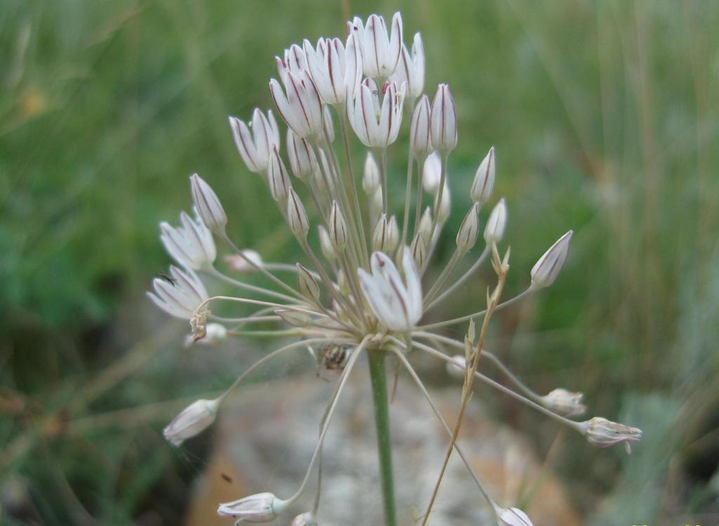 Изображение особи Allium inaequale.