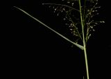 Eragrostis tenella. Часть побега с основанием соцветия. Таиланд, о-в Пхукет, курорт Ката, обочина тротуара. 18.01.2017.