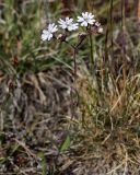 Lychnis sibirica