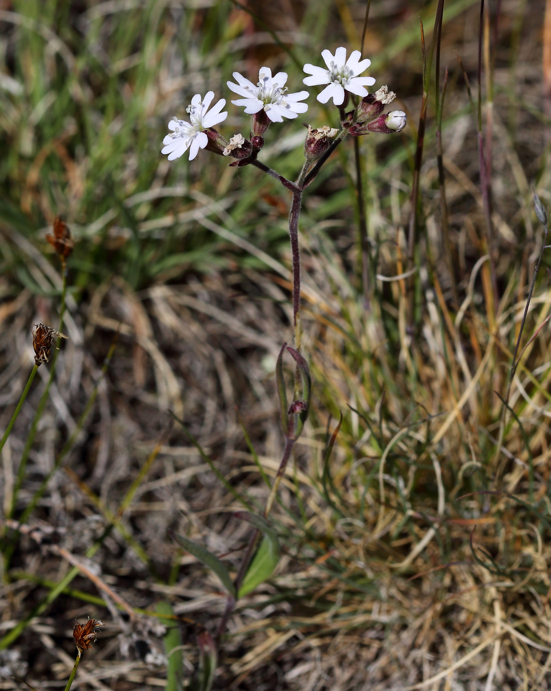 Изображение особи Lychnis sibirica.