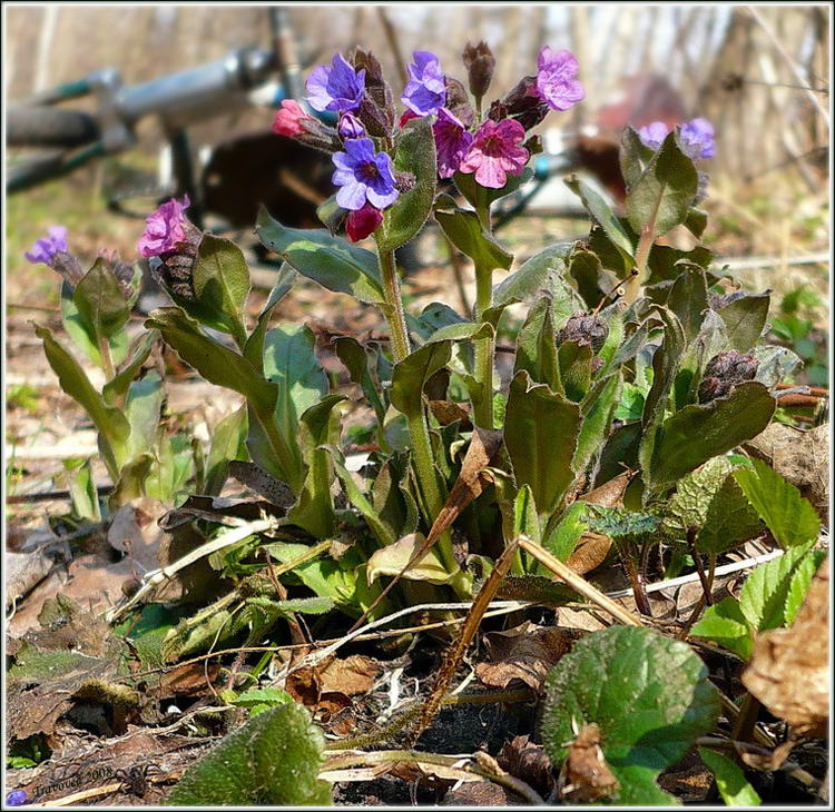 Изображение особи Pulmonaria obscura.