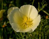 Eschscholzia californica