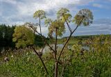 Archangelica officinalis