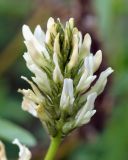 Astragalus inopinatus. Соцветие. Якутия, ГО г. Якутск, окр. с. Ст. Табага, подножье сопки. 02.08.2016.