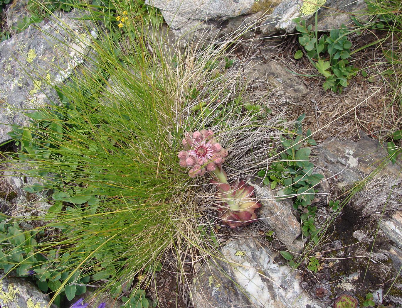 Изображение особи Sempervivum caucasicum.