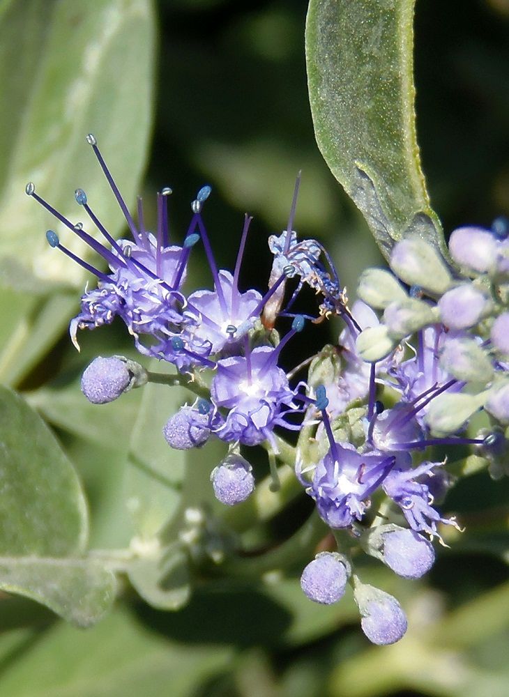 Изображение особи Caryopteris &times; clandonensis.