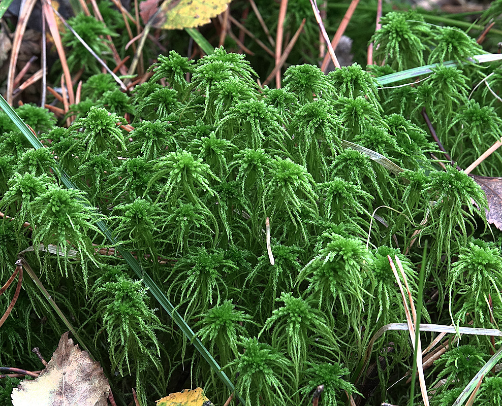 Изображение особи род Sphagnum.