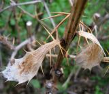 Berberis vulgaris