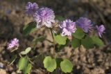 Thalictrum thalictroides