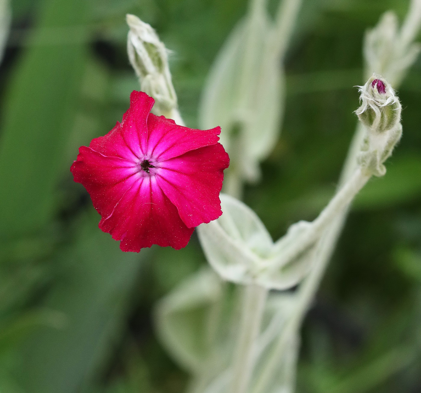 Изображение особи Lychnis coronaria.