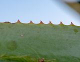 Aloe castanea