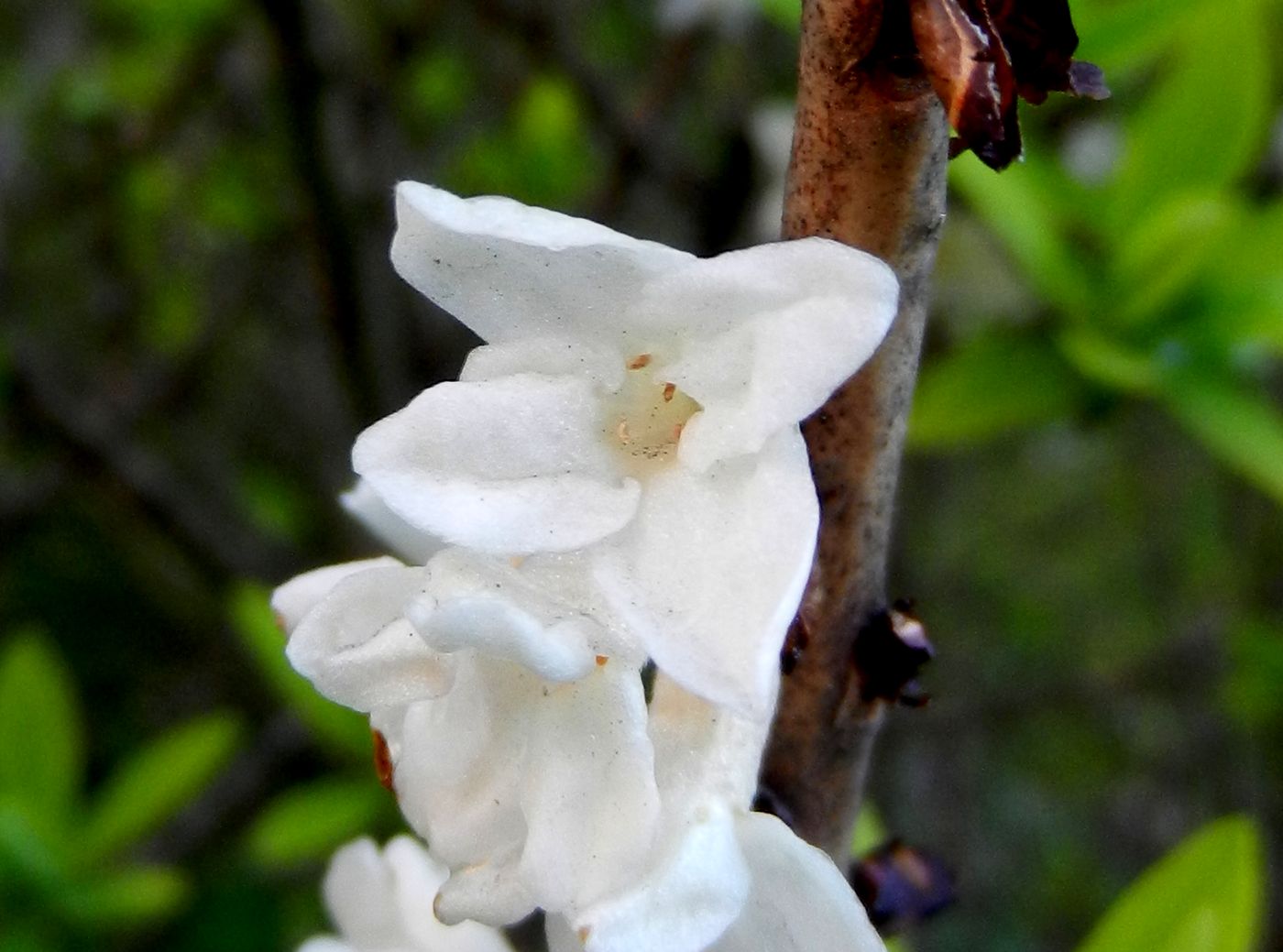 Изображение особи Daphne mezereum.