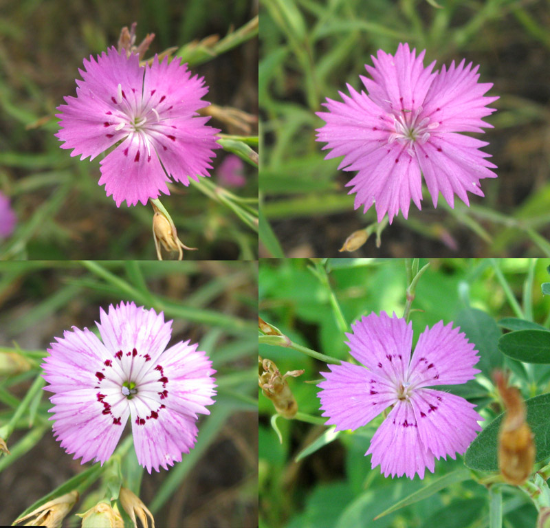 Изображение особи Dianthus pratensis.