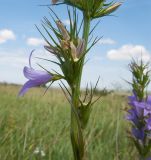 Campanula lambertiana. Часть побега. Краснодарский край, Темрюкский р-н, гора Дубовый Рынок, разнотравно-злаковый луг на пологой вершине. 17.06.2017.