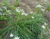 Ornithogalum umbellatum. Цветущие растения. Тверская обл., г. Тверь, Заволжский р-н, клумба возле многоэтажки. 26 мая 2019 г.