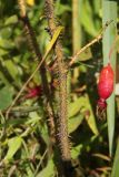 Rosa acicularis