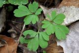 Corydalis caucasica. Лист с сидящим молодым насекомым. Республика Адыгея, г. Майкоп, южная окраина, водораздельный хребет Нагиеж-Уашх, дубово-буково-грабовый лес. 28.03.2021.