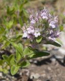 Thymus × littoralis. Верхушка побега с соцветием. Крым, Керченский п-ов, Ленинский р-н, окр с. Осовины, мыс Газан, верхняя приморская терраса, ковыльная степь, в трещине известняковой плиты. 28.05.2021.