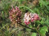 Trifolium ambiguum. Соплодие и соцветие. Северная Осетия, Алагирский р-н, окр. пос. Верх. Фиагдон, у дороги. 19.06.2021.