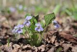 Viola mirabilis