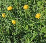 Trollius europaeus